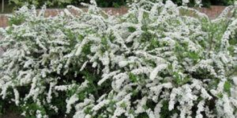 Živý plot z spirea, jiné druhy: pěstování a péče